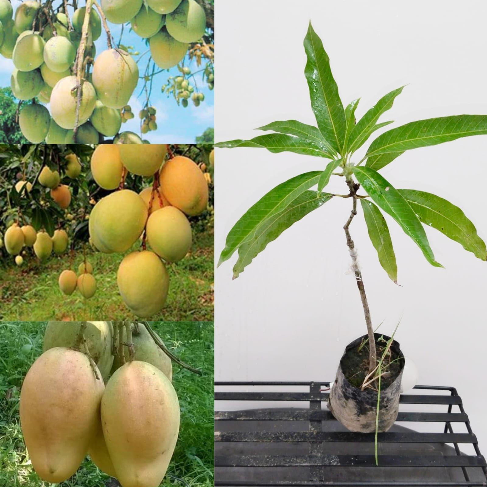 GOLDEN BLOOM Live Exotica Bari 11 Grafted Mango Plant, Bari 11 MAngo Plant Grafted Original (Height 2-3 FT) Fruit & Tree (B0CD5PL8S5) Amazon Price History, Amazon Price Tracker