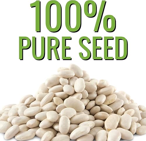 Miniatura 5 de Seed Needs Henderson Lima Bush - Semillas de frijol para plantar  2 onzas, más de 150 semillas Phaseolus Vulgaris sin OGM, variedad de semillas de