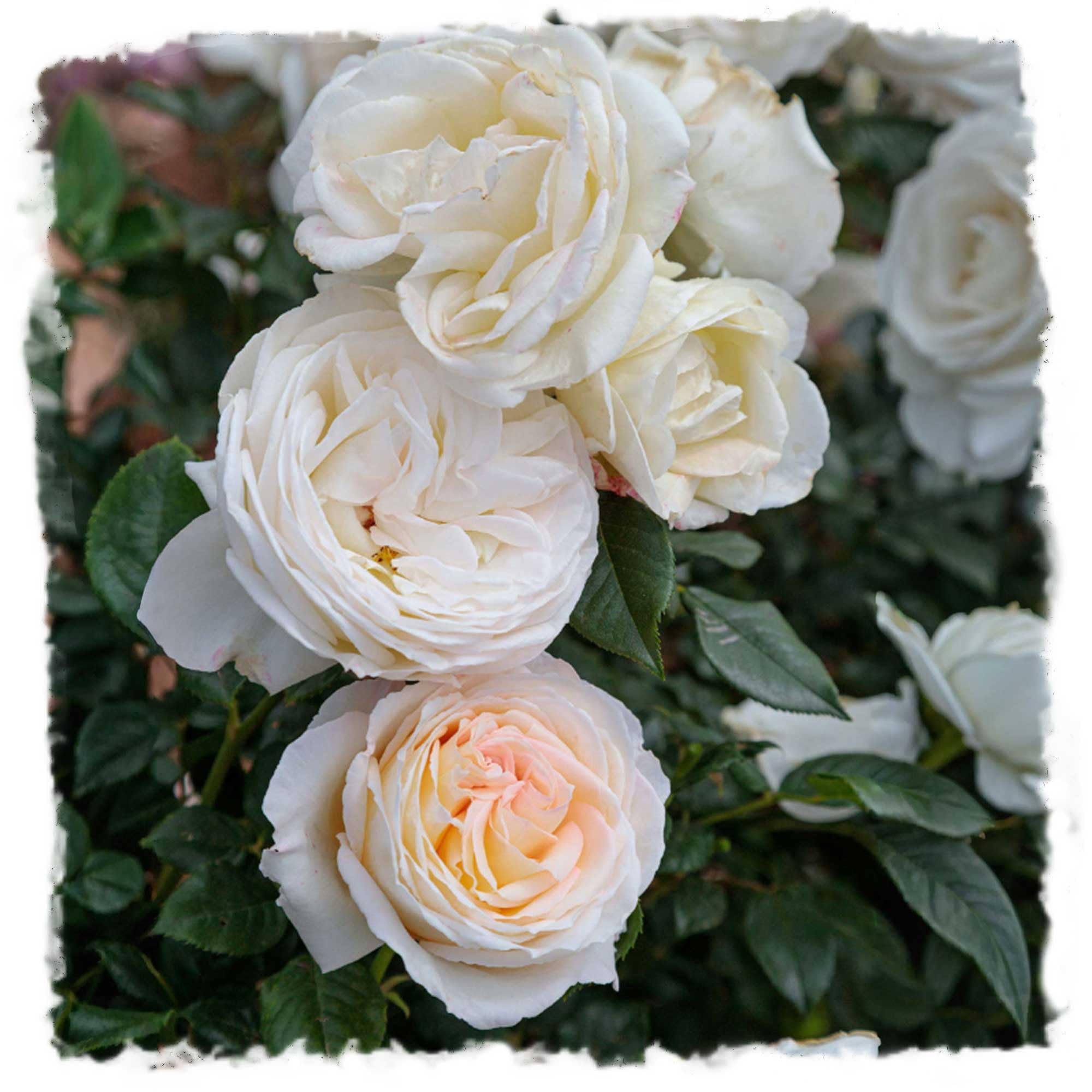 Top Cream Live Rose