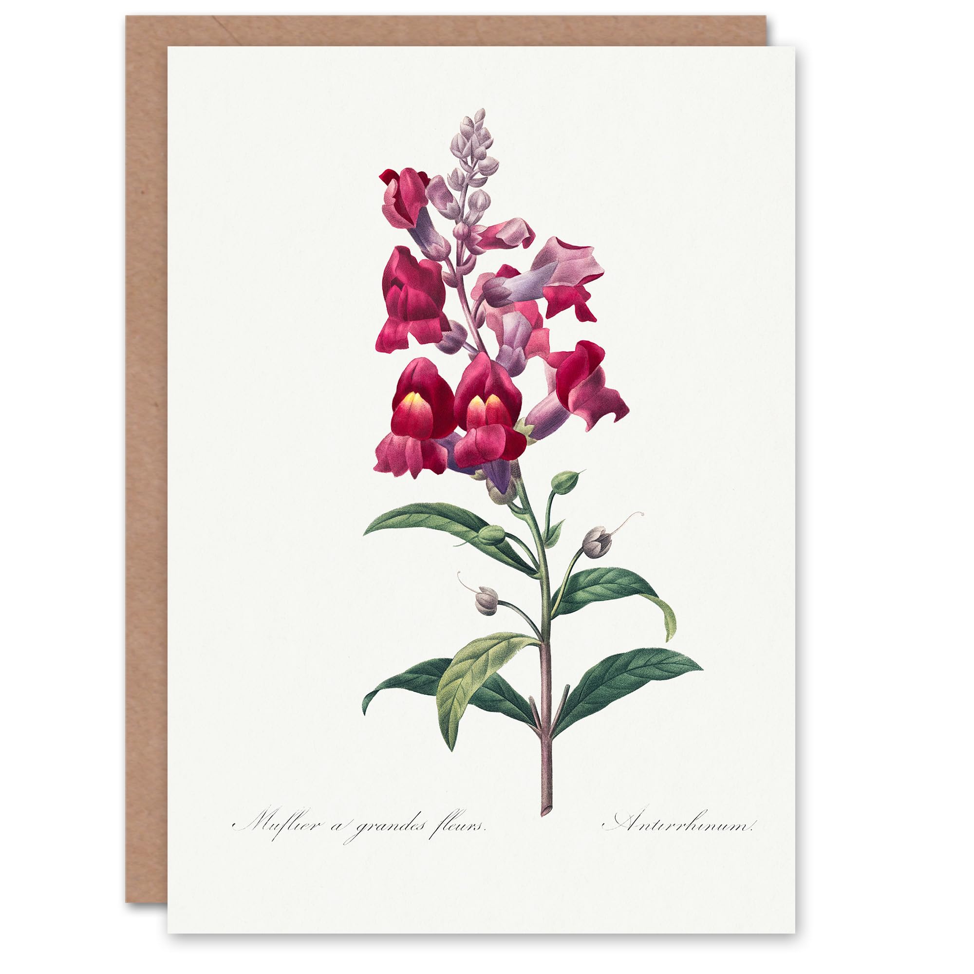 Artery8 Pierre-Joseph Redouté Art Card Antirrhinum Dragon Flowers