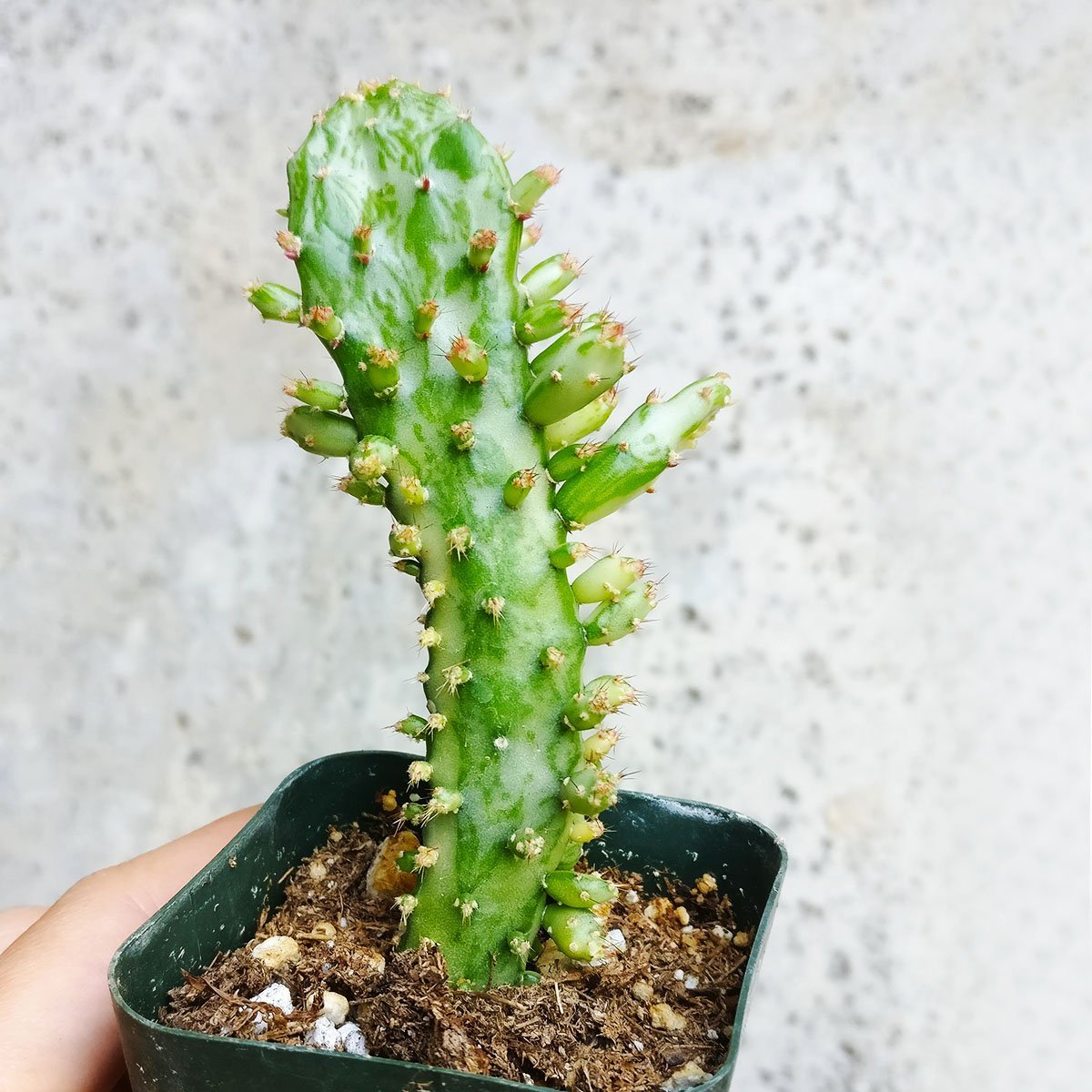 Amazon.com : Variegated Joseph's Coat Cactus (2 inch) : Patio, Lawn & Garden