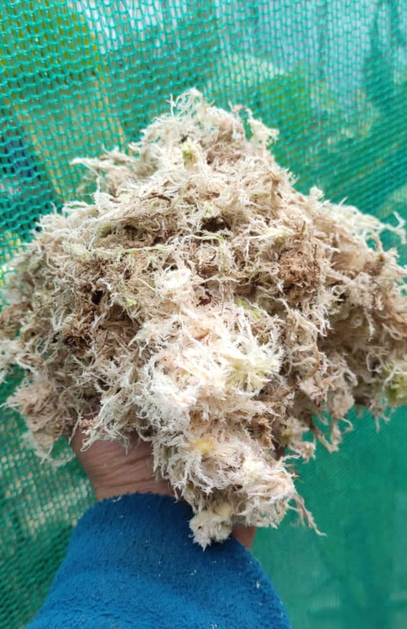 255 gm sphagnum moss || live and imported variety
