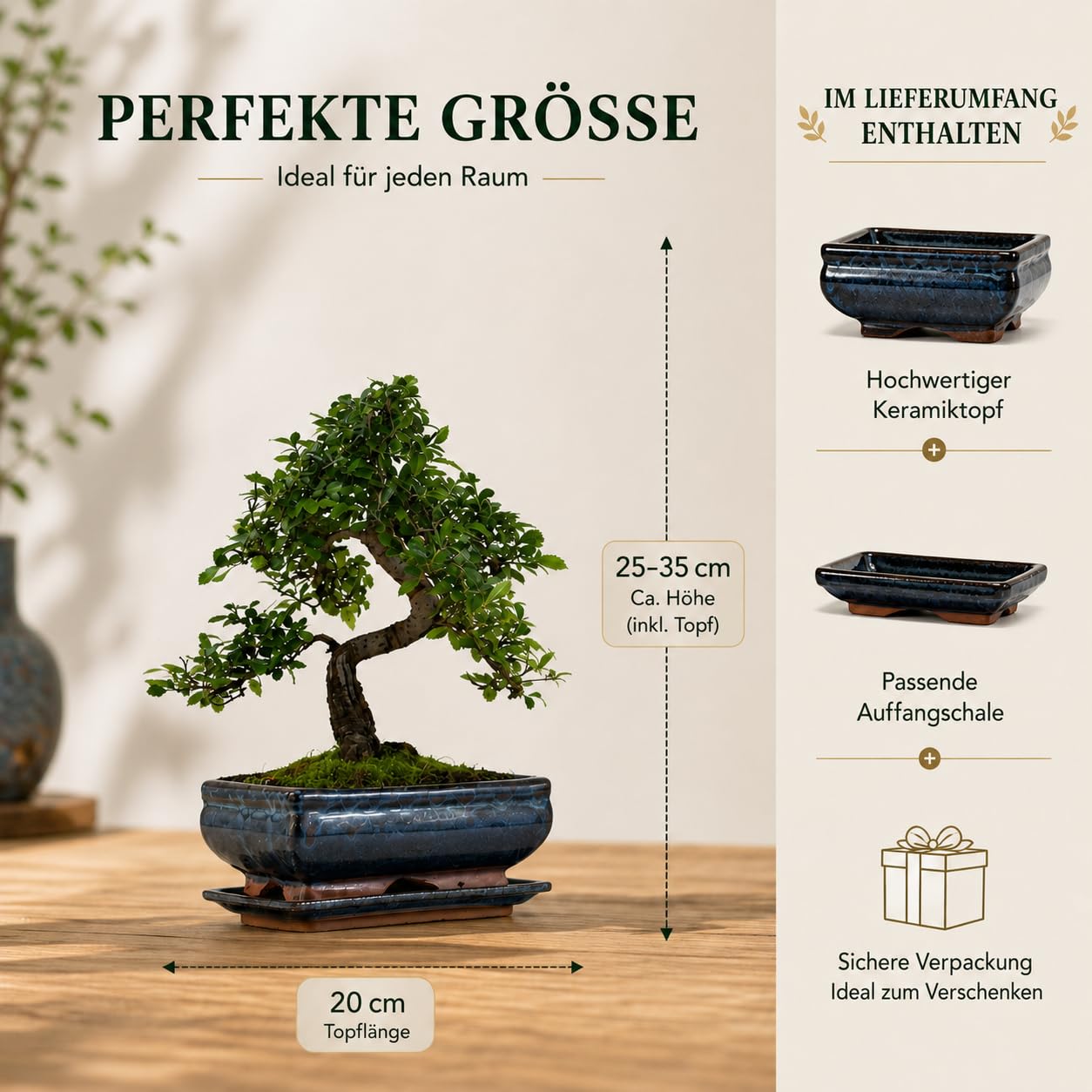 Chinesische Ulme Bonsai Baum Indoor & Outdoor – Echter Bonsai im 20cm Topf mit Untersetzer – Pflegeleichter Zimmerbonsai mit Winterschutz