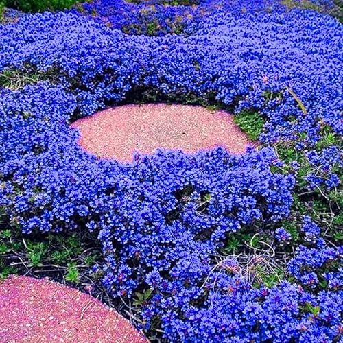 Magic Blue Creeping Thyme Seeds for Planting-16000PCS Thymus Serpyllum Heirloom Seeds, Ground Cover Plants