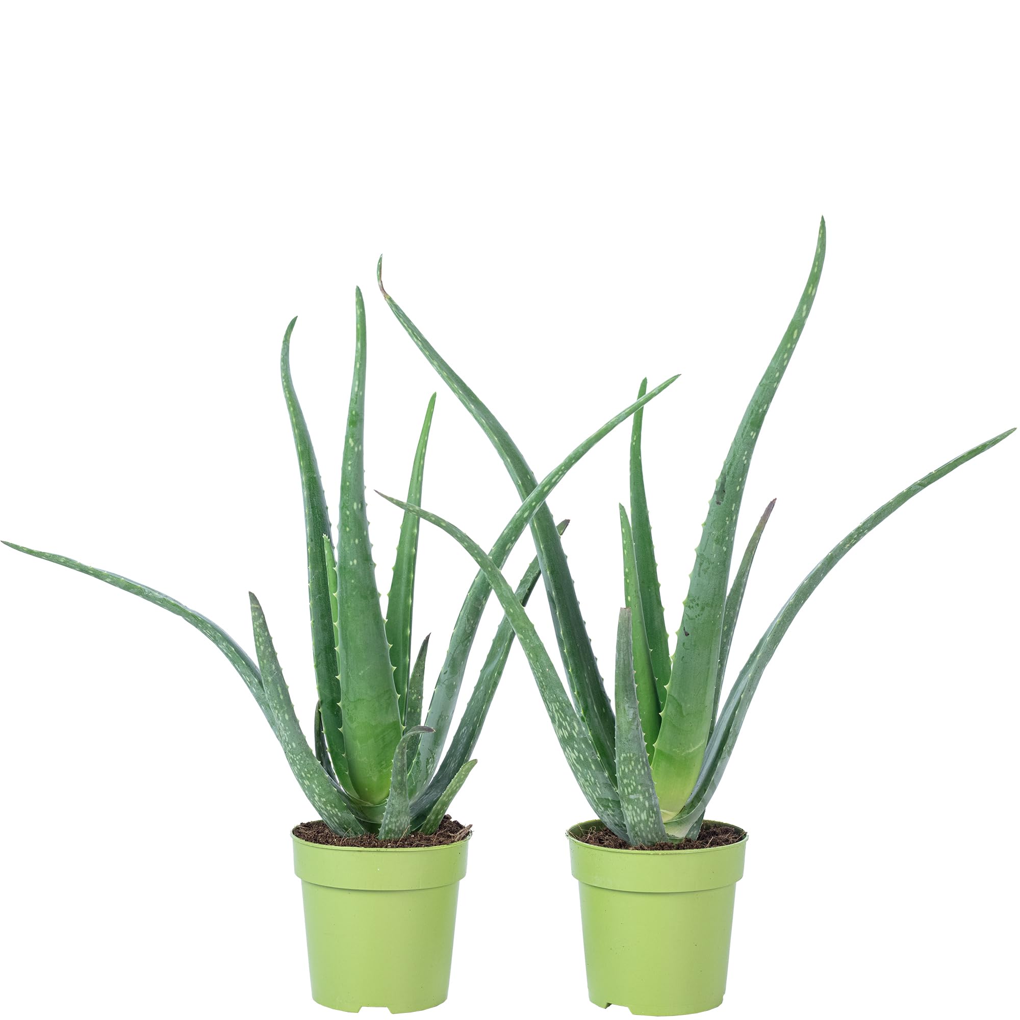 2er-Set Echte Aloe - pflegeleichte Zimmerpflanze, Aloe vera - Hhe ca. 40  cm, Topf- 12 cm : Amazon.de: Garten