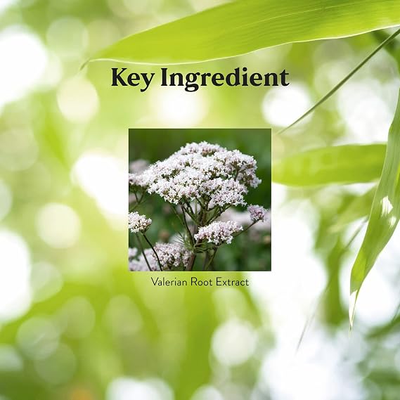 Nature's Sunshine Valerian Root Extract Time Release, 60 Capsules | Herbal Supplement Promotes Relaxation, Supports Sleep, and Delivers Natural Nervous System Support