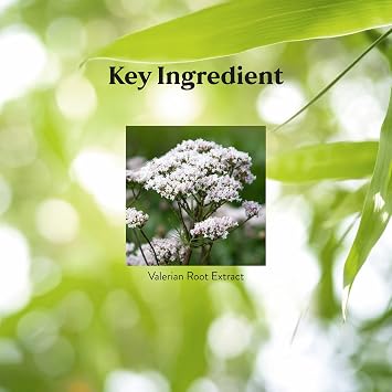 Nature's Sunshine Valerian Root Extract Time Release, 60 Capsules | Herbal Supplement Promotes Relaxation, Supports Sleep, and Delivers Natural Nervous System Support
