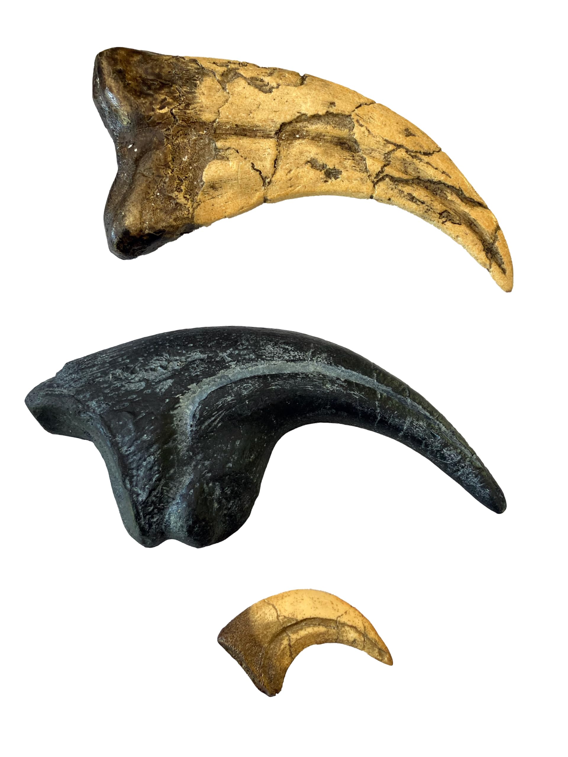 Dinosaur Claw Fossil Replica Bundle – Allosaurus, Utahraptor, and Velociraptor Claw Set