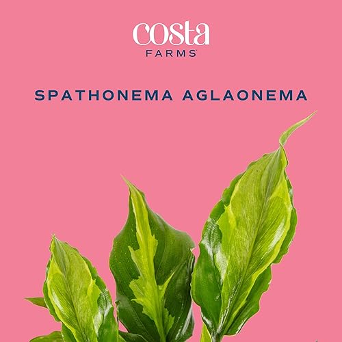 Miniatura 38 de Costa Farms - Planta de interior viva Monstera pequeña, fácil de cultivar, en maceta de jardín, con tierra para macetas, regalo de inauguración