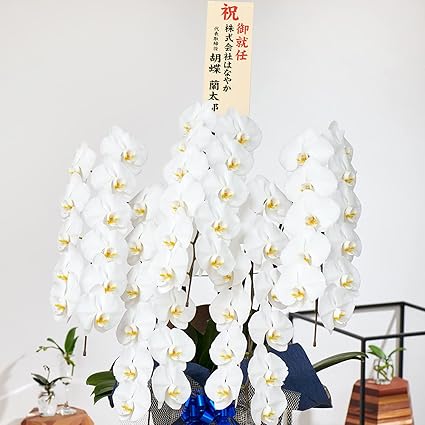 Amazon 花上に飛び出す木札付き 胡蝶蘭専門店はなやか 胡蝶蘭 白大輪 5本立ち 55輪以上 生花 生産直売 ラッピング 札は ギフト設定 をしてください フラワーアレンジメント オンライン通販