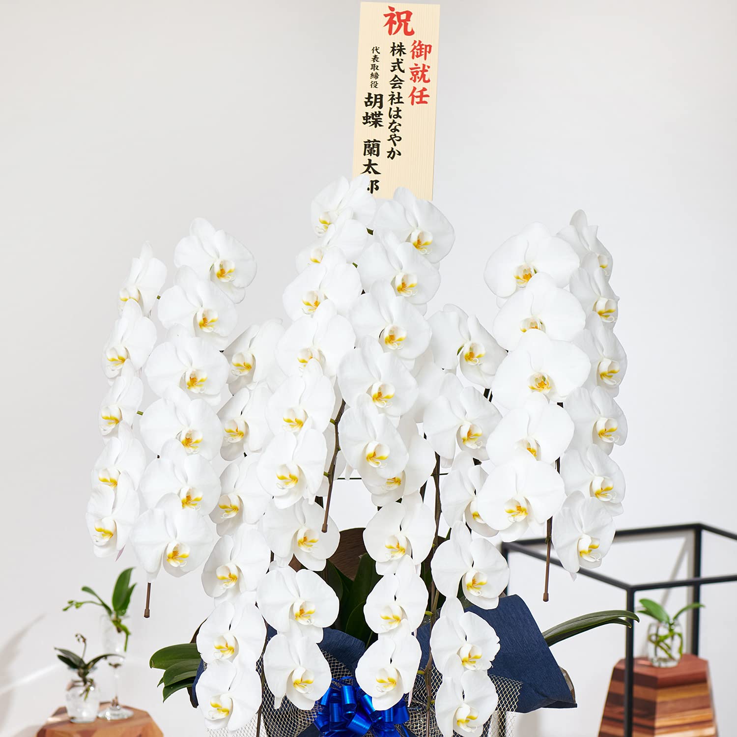 Amazon|□□花上に飛び出す木札付き!□□【胡蝶蘭専門店 Amazon|□□花上に飛び出す木札付き!□□【胡蝶蘭専門店
