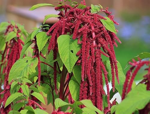 Miniatura 3 de Semillas Amor-Mentiras-Sangrado Rojo Amaranto Flores Anuales