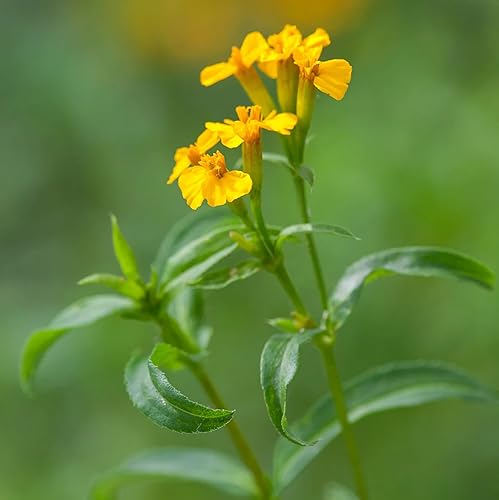 Miniatura 1 de CHUXAY GARDEN Semillas de caléndula de menta mexicana 30 semillas encantadoras flores amarillas estragón mexicano condimento comestible plantas