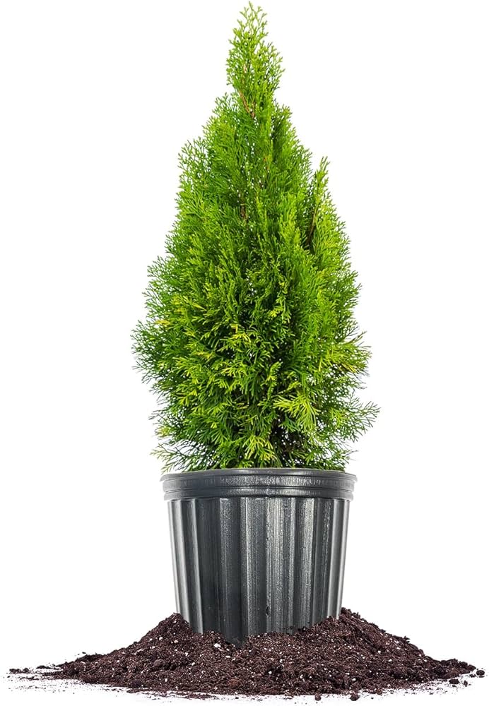 Amazon.com : PERFECT PLANTS Emerald Green Arborvitae in 3 Gal