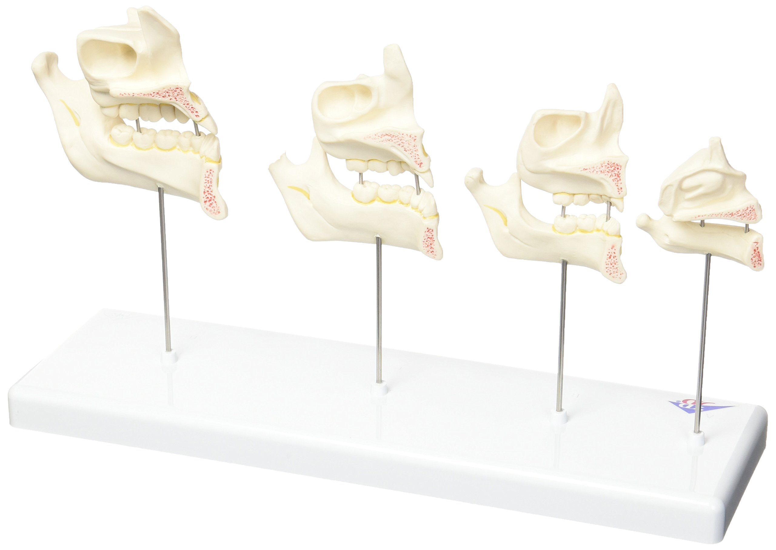 3B Scientific D20 Sviluppo della Dentatura + software gratuito di anatomia - 3B Smart Anatomy