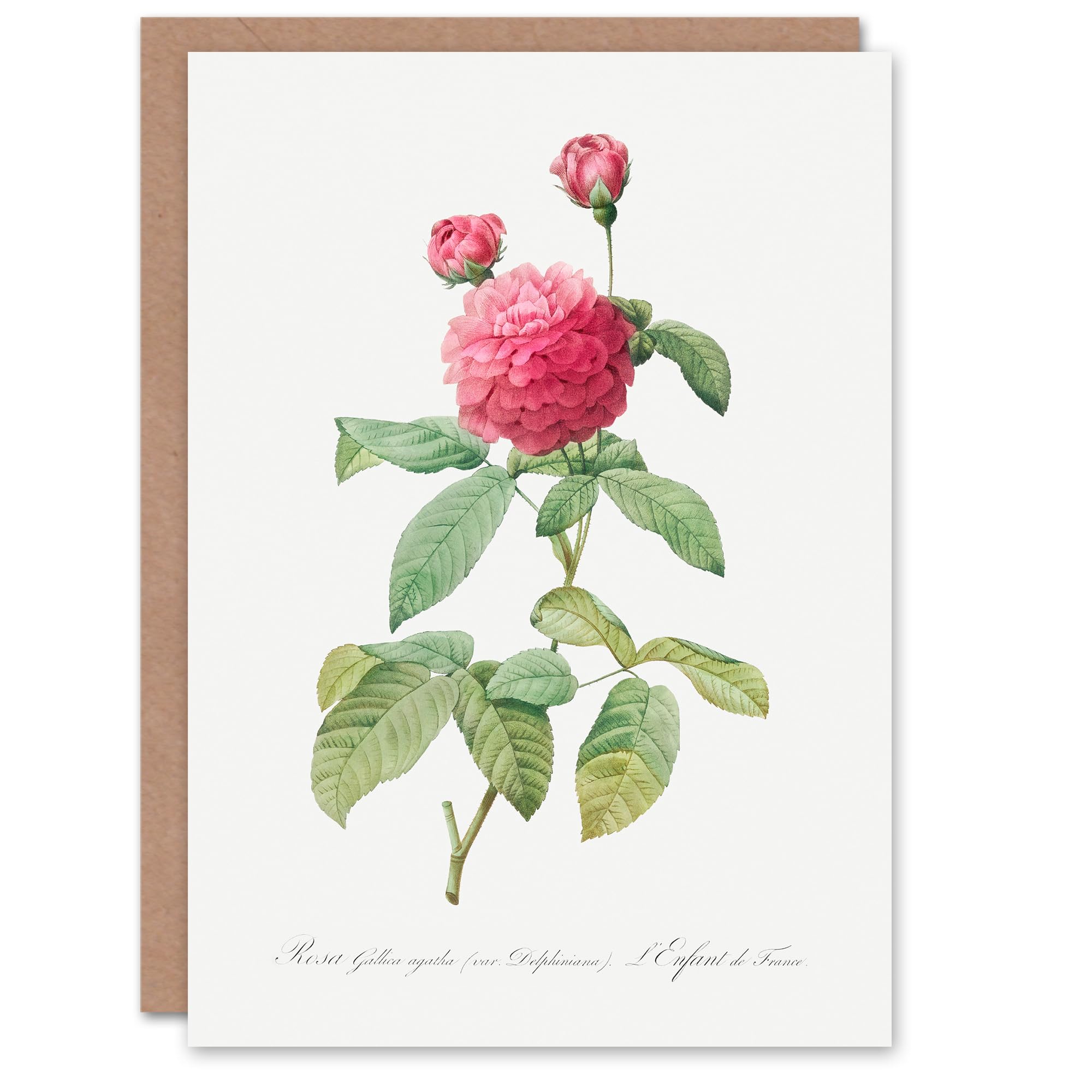 Artery8 Pierre-Joseph Redouté Art Card Agatha Rose Vintage Botanical Illustration