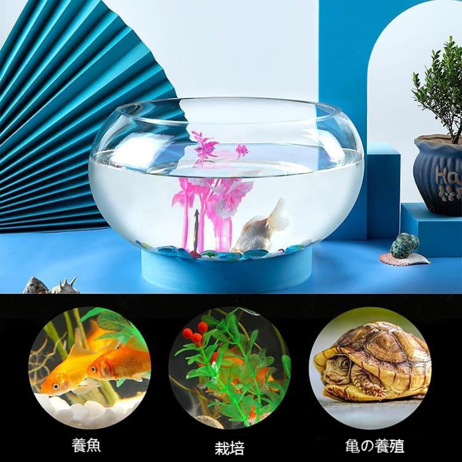 Amazon | 金魚鉢 水槽 丸型 ガラス容器 メダカ 鉢 メダカ 水槽 大型