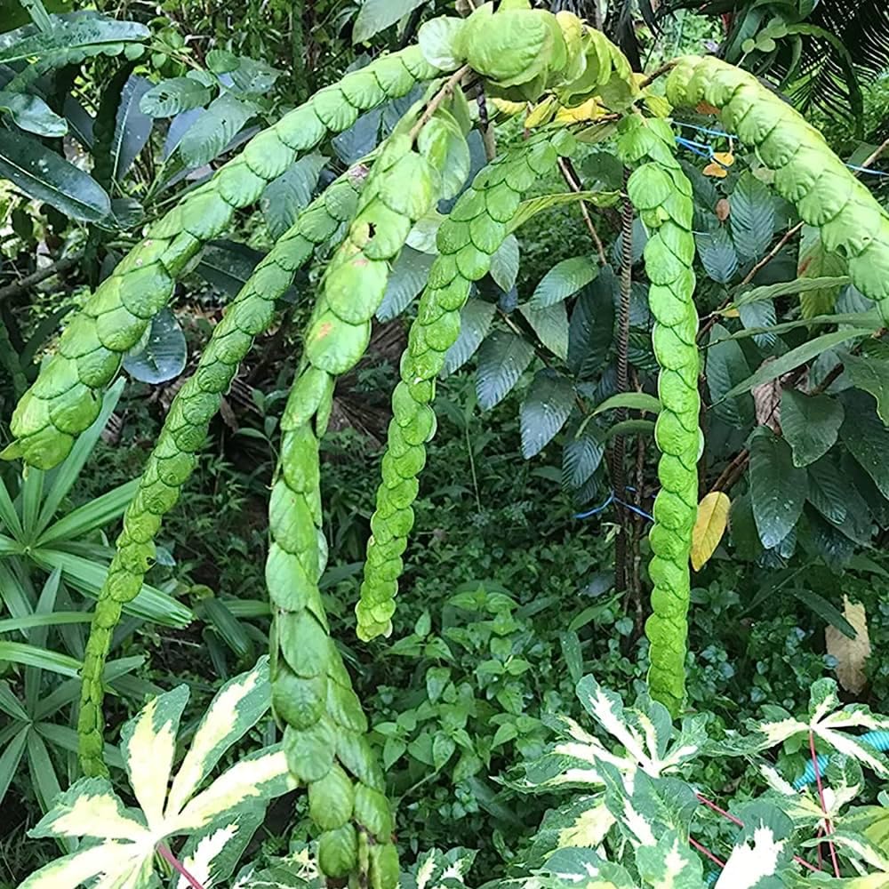 Aiden Gardens Rare Herbal Plant Phyllodium Pulchellum Round-bracted Ttricklover, Beech-leaved Flemingia, Spiffy Phyllodium1 Helathy Live Plant (B0CB7XH8FQ) Amazon Price History, Amazon Price Tracker