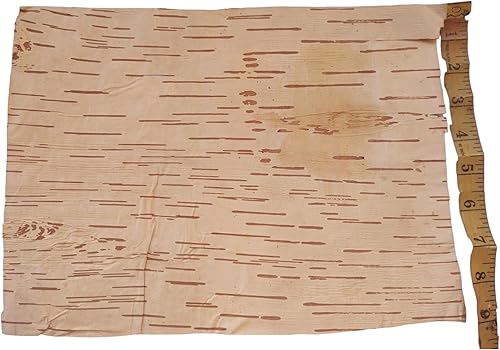 Miniatura 2 de BHAVICREATION Bhojpatra Betula Bhojpatra - Bhojpatra - Bhojpatra - Bhojpatra - Bhojpatra - Bhojpatra - Bhojpatra - Bhojpatra - Bhojpatra - Bhojpatra