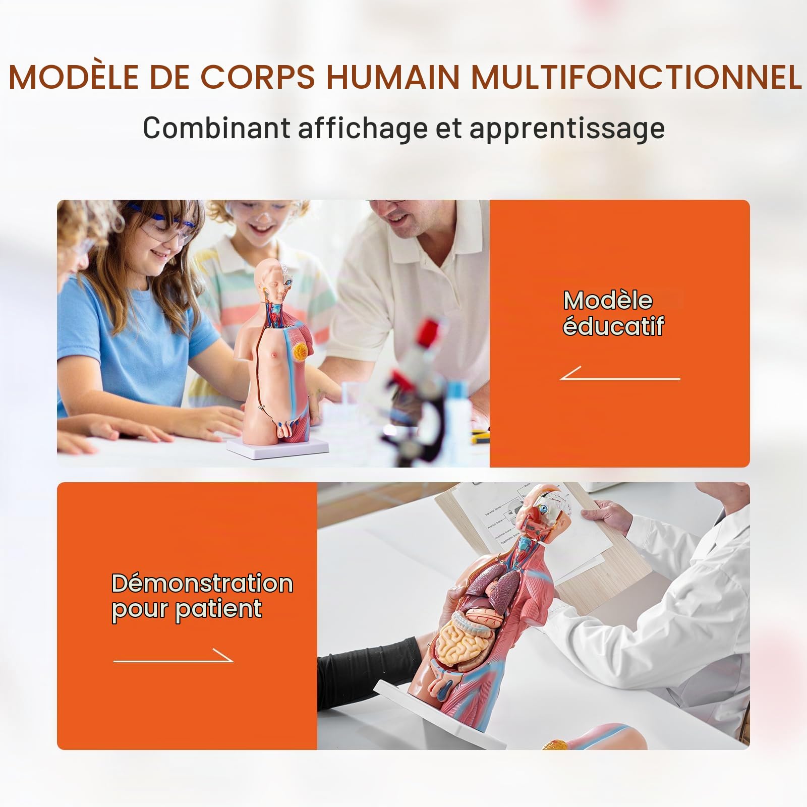 VEVOR Torse Humain Modèle 45 cm Organes Internes Médicaux Modèle Humain de Corps D'Anatomie en PVC pour Comprendre la Structure Physiologique du Corps