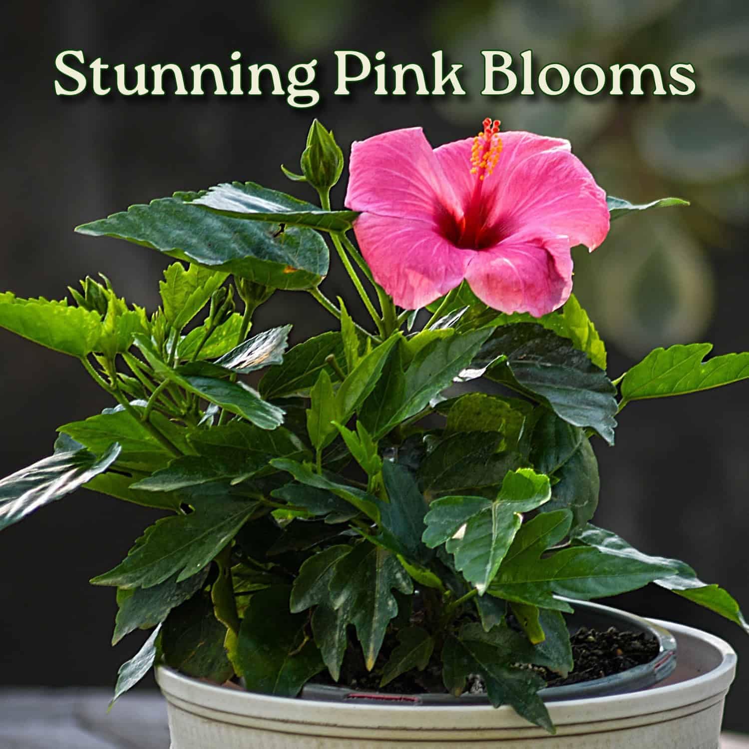 Tropical Plants of Florida - Pink Yoder Dwarf Hibiscus Bush - Flowering Plant Live - 10" to 12" Overall Height - 1 Gallon Planter (Plant Only)