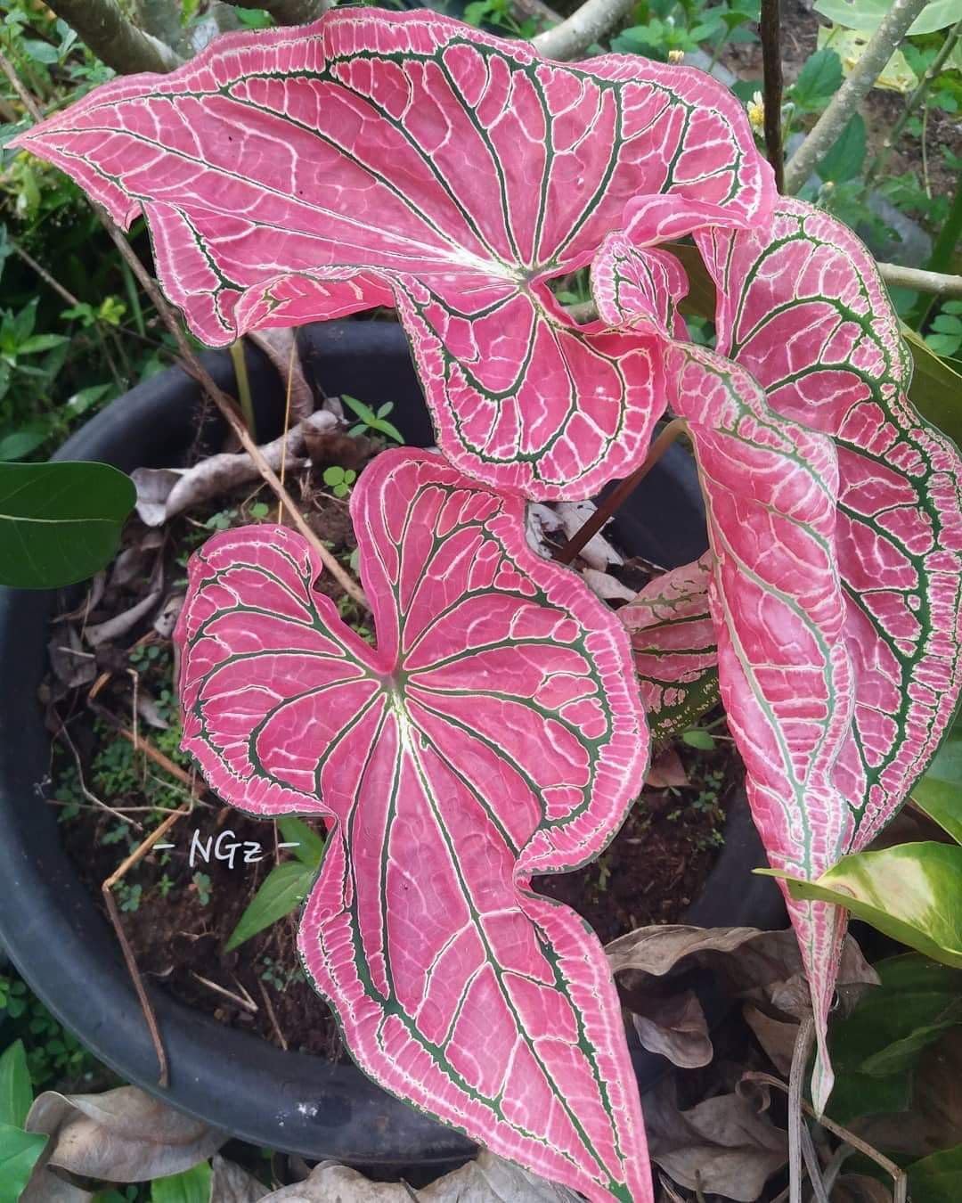 Radha Krishna Agriculture® Imported Caladium Flower Bulbs for Your Home and Gardening Pack of 2 Bulbs (PINK)