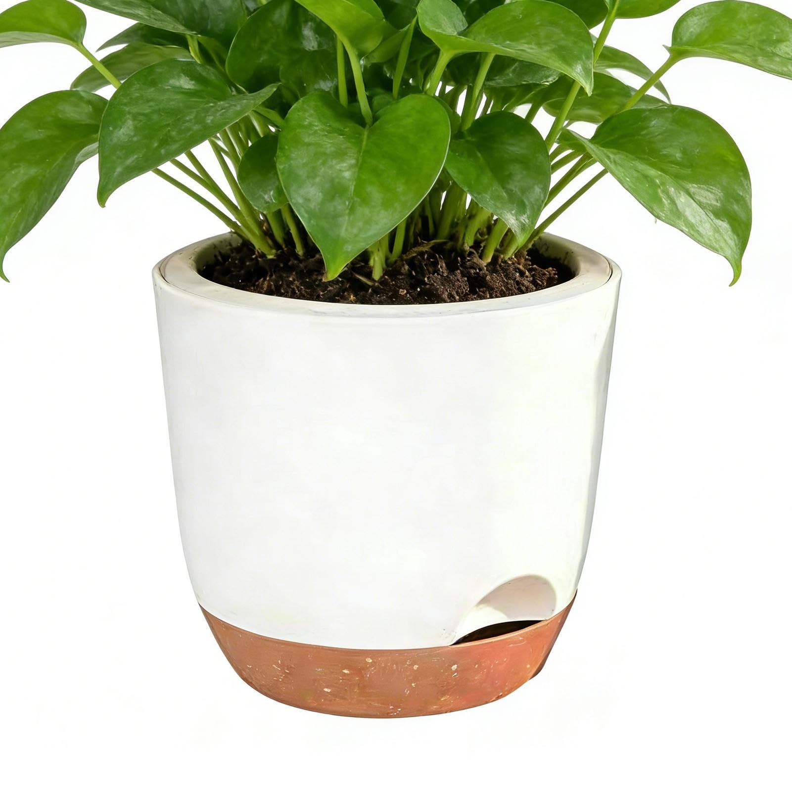 Pot auto-arrosage double couche pour violettes du Cap et plantes d'intérieur