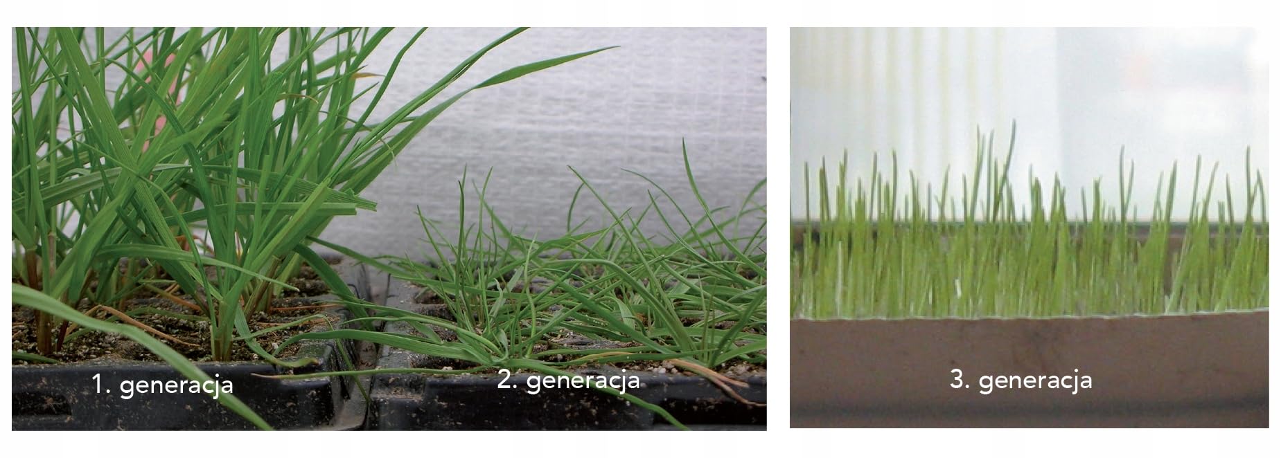 Trawa Barenbrug Regeneracyjna SOS Lawn Repair szybkie kiełkowanie 5kg