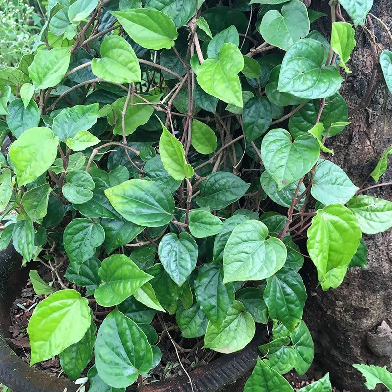 Betel Leaf Plant (Hybrid, Pack of 1)