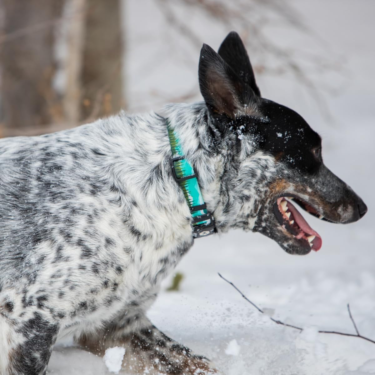 Wolfgang Heavy Duty Dog Leash, Pull-Tested to Over 800 lbs for Walking & Training, GreatEscape Print, Dual-Handle Large