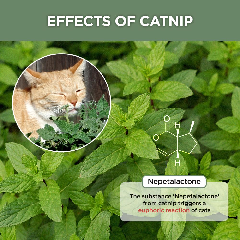 JAYU PET Active Catnip Powder (0.5 oz) - Potent Fresh Leaves for Entertaining Cats Reducing Stress & Anxiety, Reviving Old Toys - Image 2