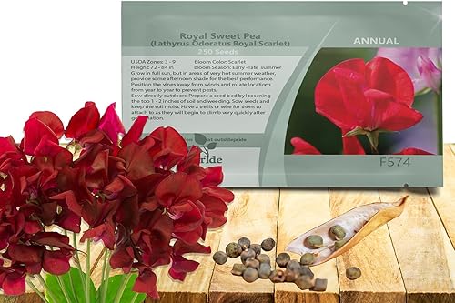Outsidepride Fragant Annual Lathyrus Odoratus Sweet Peas Royal Scarlet Climbing Treing Vining Trailing Cut Flowers - 250 semillas