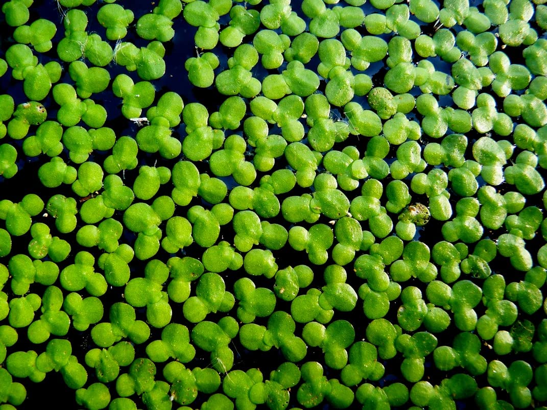 Indiana Common Duckweed Common duckmeat Greater duckweed Great duckmeat Common Duckweed Common duckmeat Greater duckweed Great duckmeat Spirodela polyrhiza Live Plant (B09KNNQ5PN) Amazon Price History, Amazon Price Tracker