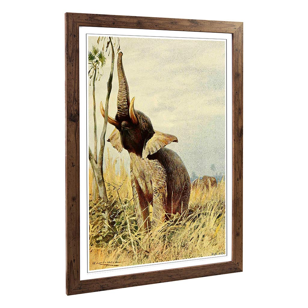 Big Box Art Framed Print of Vintage W Kuhnert African Elephant Design | Wall Art Picture | Home Decor for Kitchen, Living Room, Bedroom, Hallway, Walnut, A2 / 24.5x18 Inch / 62x45cm