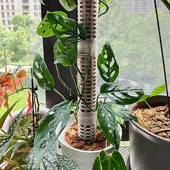 モンステラ・ポトス kensuke510 モンステラ・ポトス kensuke510 モンステラ！？ポトス