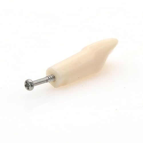 Miniatura 3 de Modelo de estudio de dientes de práctica de Typodont dental, modelo de estudio, dientes de repuesto individual, enseñanza de estudiantes,