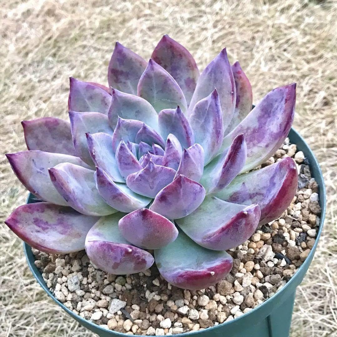 Amazon.co.jp: 国産 コロラータ fa コロラータ 国内実生 抜き苗発送  