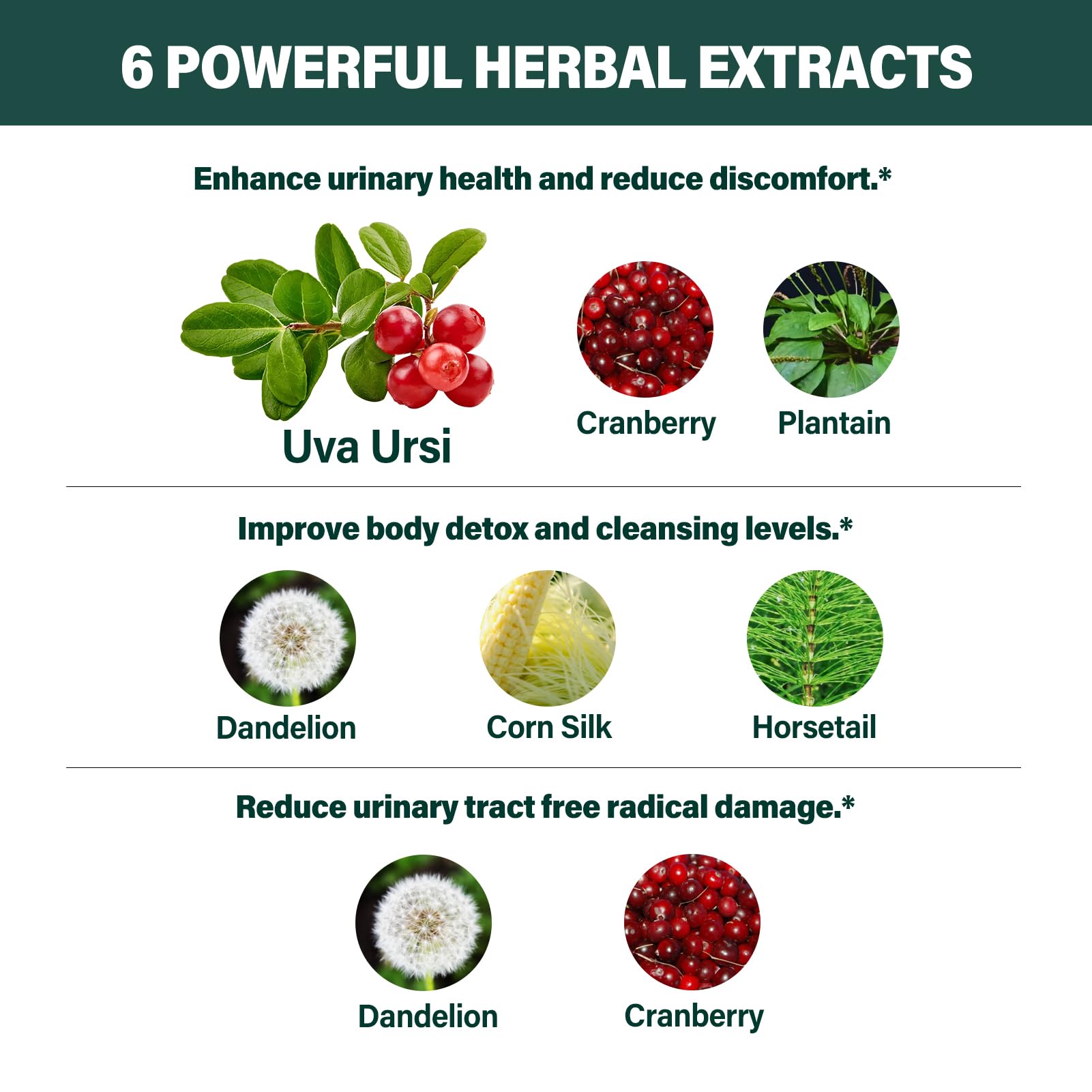 Fuenvegtal Uva Ursi Bearberry Natural Diuretic Drops for Urinary Health — Amazon image 3