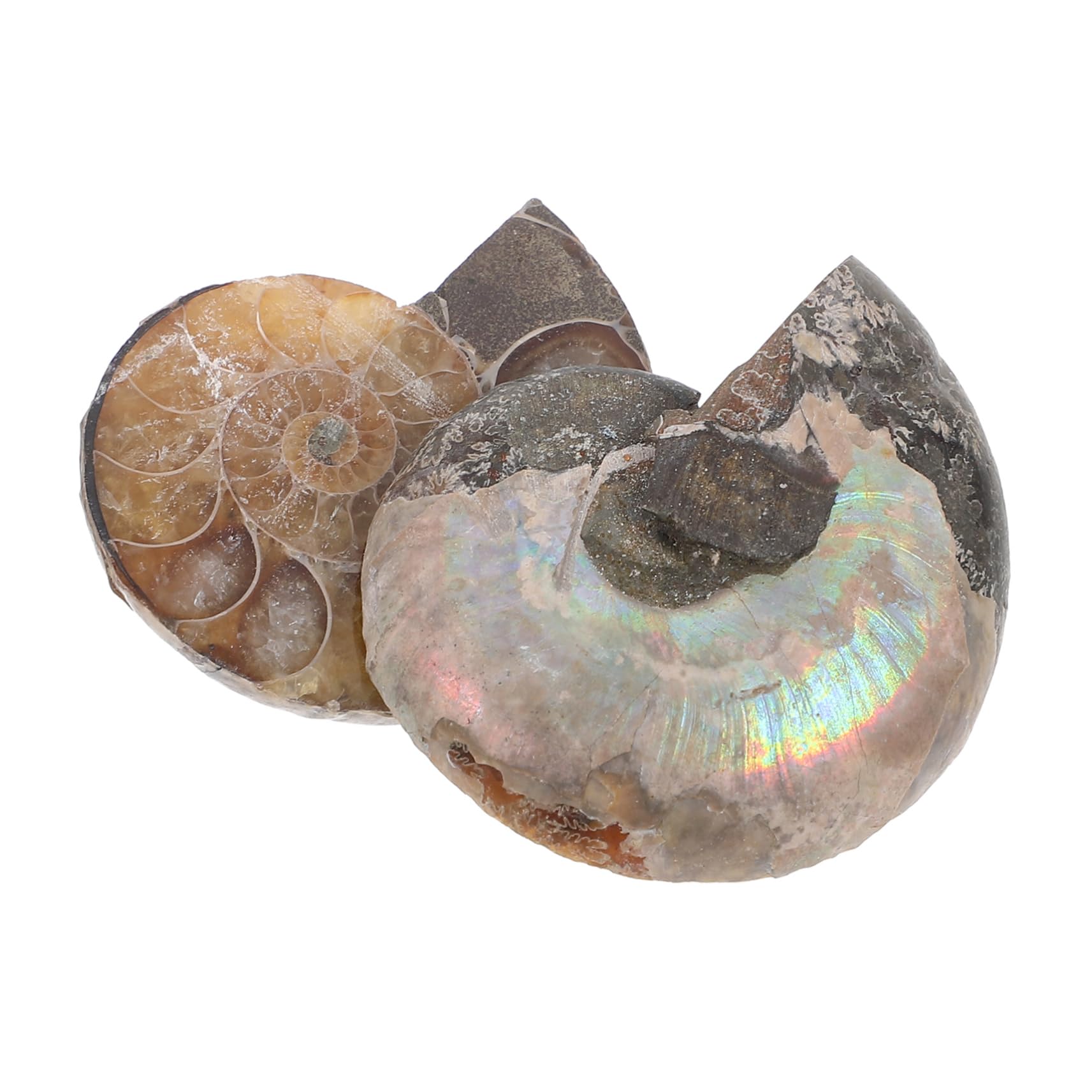 Cabilock 5 Sätze Modelle Zur Dekoration Ammoniten-exemplar Wissenschaftliches Exemplar Modelle Ornament Pädagogisches Ammonitenmodell Natürliches Muschelfossil Dark 2 Stück * 5