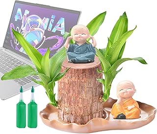 Lueear Brazilian Wood Plant Live | Brazilian Tree - Home Decoration with Figurine for Coffee Shop Living Room Outdoor Wait...