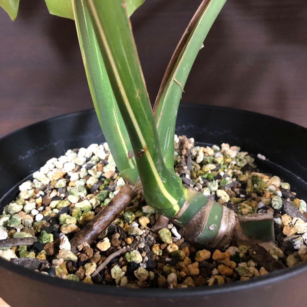 モンステラ斑入り タイコンステレーション 大株7号鉢植え - WWW