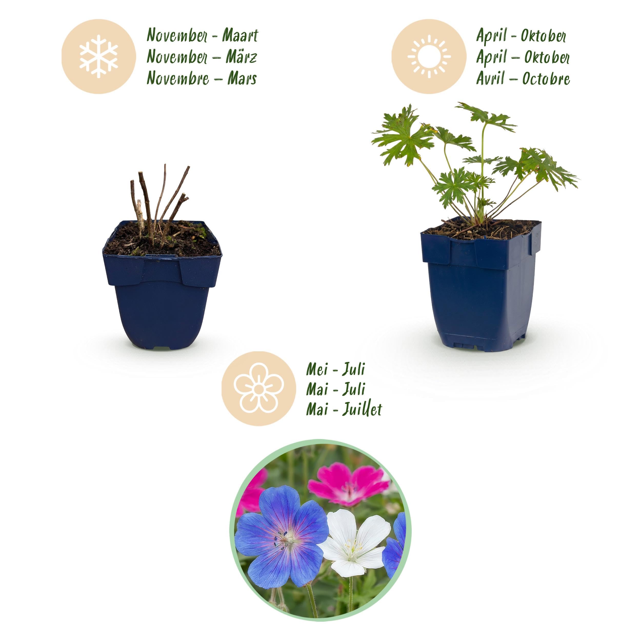 Géranium tricolore - Bec-de-cigogne - Couvre-sol - Violet - Rose - Blanc - 24 plants - 15-25cm - Ø11cm - Plante de jardin
