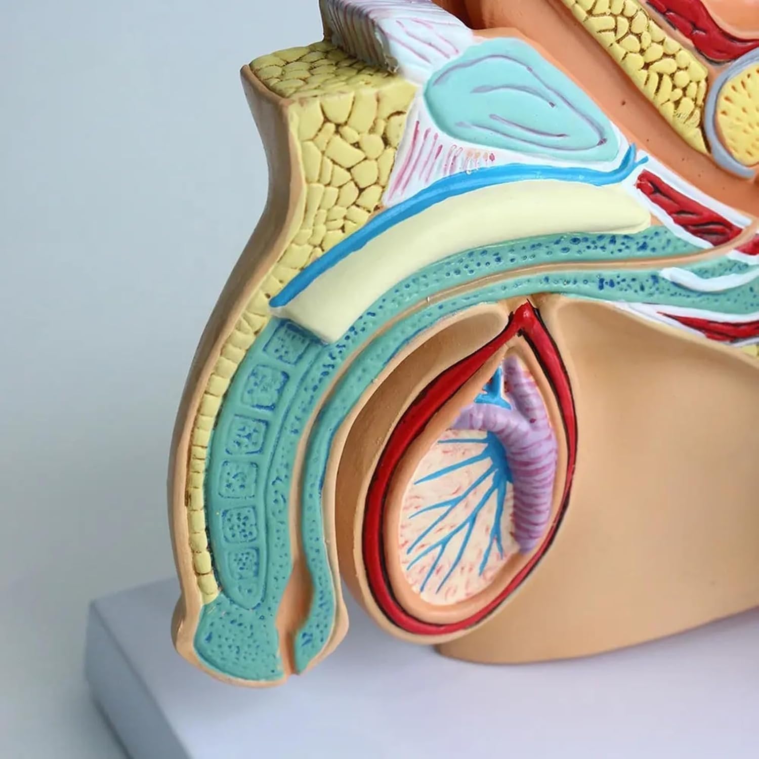 Generico Modello Anatomico del Sistema Riproduttivo Maschile, Modello Anatomico Patologico della Vescica della cavità Addominale Medica per Lo Studio Dell'educazione