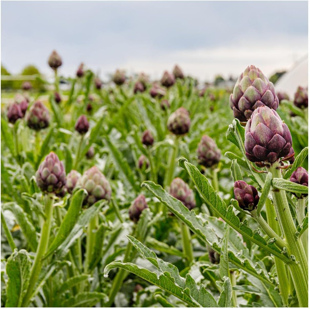 Everwilde Farms - 1/4 Lb Purple Romagna Artichoke Seeds - Gold Vault