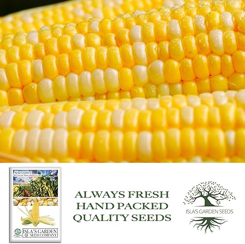 Miniatura 4 de "Serendipity" maíz dulce tricolor bicolor, más de 100 semillas por paquete, semillas de jardín de Isla (semillas de jardín de Isla), semillas sin