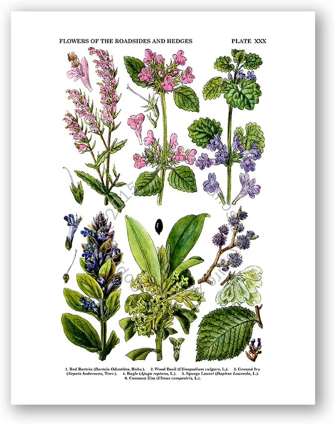 Gnosis Picture Archive Botanical Prints Wall Art Wildflowers Art Set of 6 Unframed Art Prints