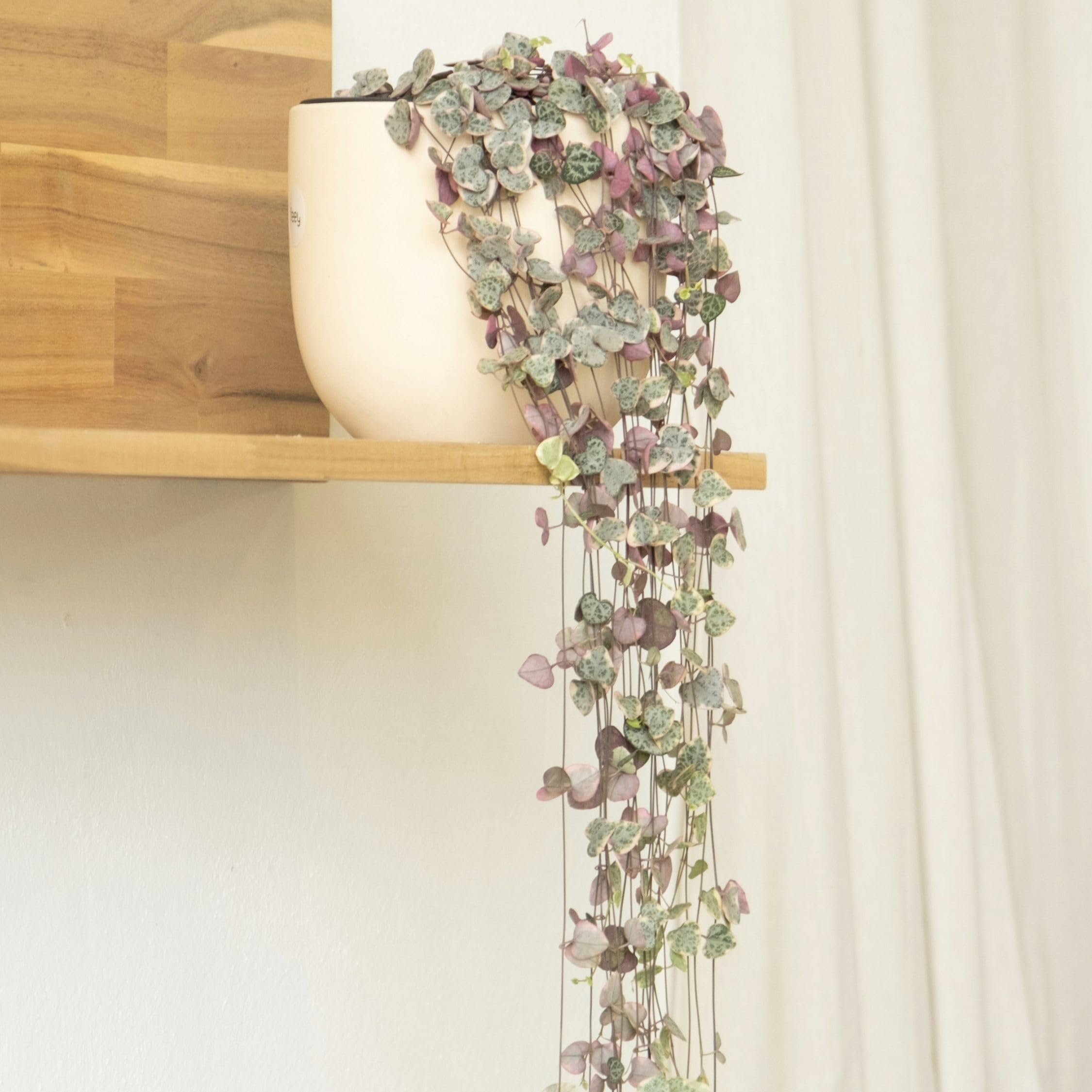 Plant in a Box - Ceropegia linearis Woodii - 2er Set - Lampionpflanze - Kettenpflanze - Topf 14cm - Höhe 20-30cm