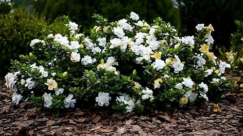 Miniatura 8 de Gardenia Radicans Dwarf  10 plantas vivas  Arbusto floreciente fragante  Gardenia Jasminoides Cape Jasmine