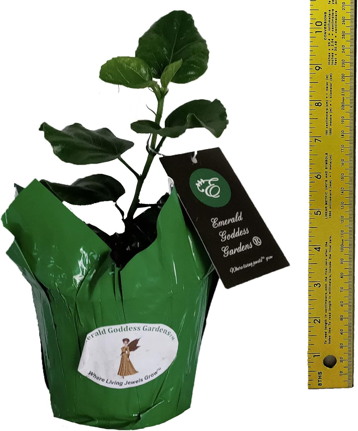 Tropical Hibiscus rosa-sinensis 'Whipped Cream' Live Plant | Fancy Exotic Type | Large Single White and Pink Flower | 6 to 10 Inches Tall | Emerald’s Starter Size