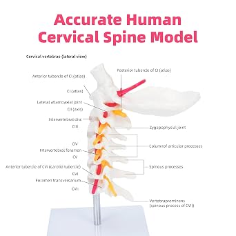 Cervical Vertebra Arteria Spine Spinal Nerves Anatomical Model